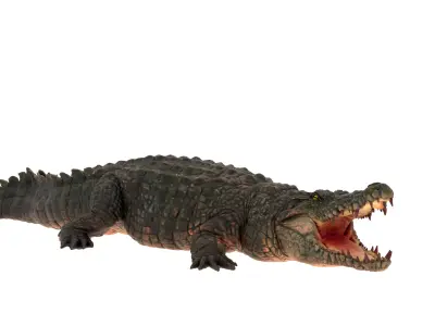 Crocodile Rigged 3D Model  3D model
