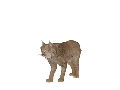 Canadian Lynx 3D model