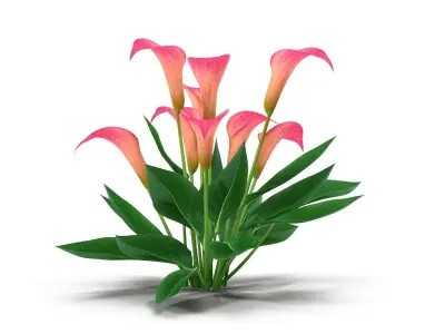 Calla Lily Pink 3D model