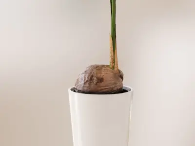Coconut palm in pot 3D model