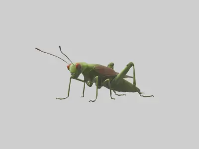 Grasshoper Jumping Model Low-poly 3D model