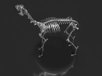Silver Llama Skeleton 3D model