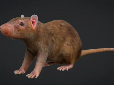 Rat Rigged Low-poly 3D model