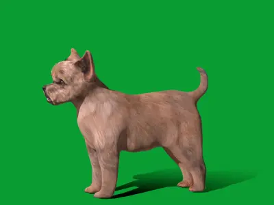 Cairn Terrier Dog Low-poly 3D model