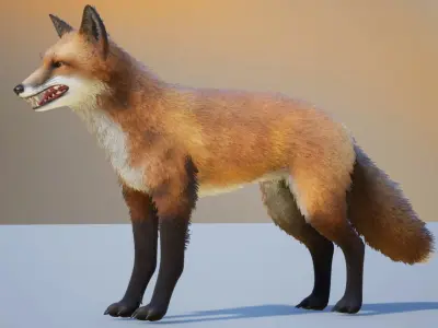 Realistic Foxes Low-poly 3D model