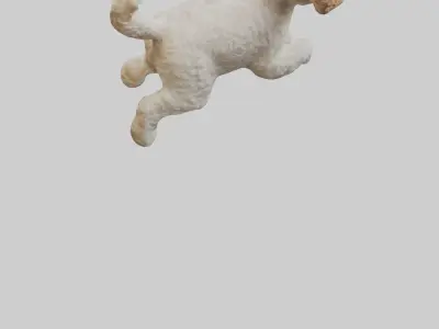 Cockapoo chasing ball model 3D model