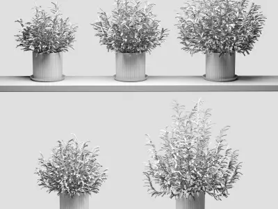 Rosemary in pots on the shelves - 5 models 3D model