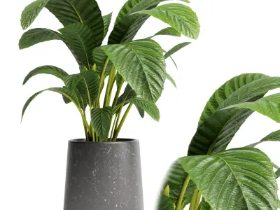 Indoor plant 22 Low-poly 3D model