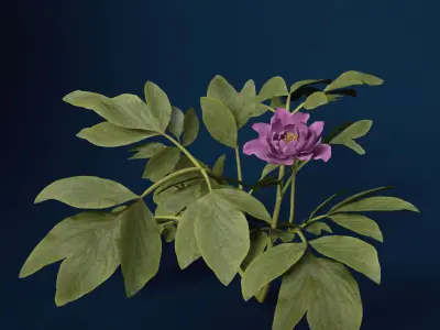 XfrogPlants Peony 3D model