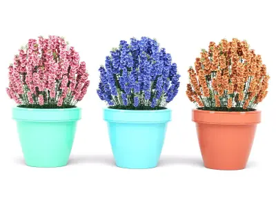 Diascia Plant 3D model