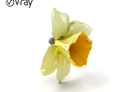 Narcissus Flower Detailed Model Pack Low-poly 3D model