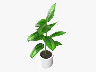 Potted plant decorative 03 3D model