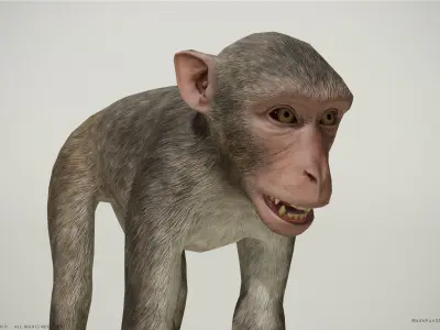 Rhesus Macaque 3D Monkey - PBR  Low-poly 3D model