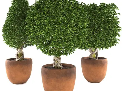Collection of plants 001 Boxwood trees 3D model