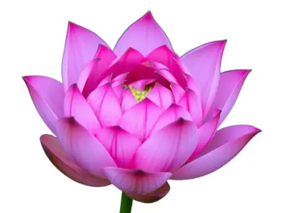 Vibrant Lotus Flower model pack Low-poly 3D model