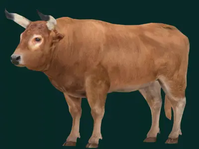 Oxen Bullock Mammal Animal Low-poly 3D model