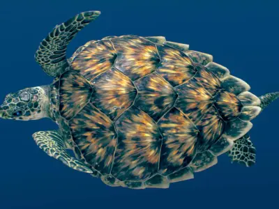 Hawksbill Sea Turtle  3D model