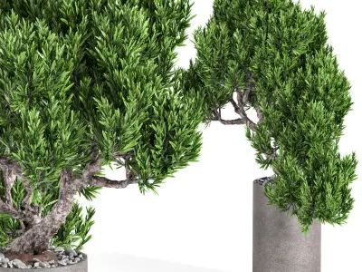 indoor plant 04 3D model