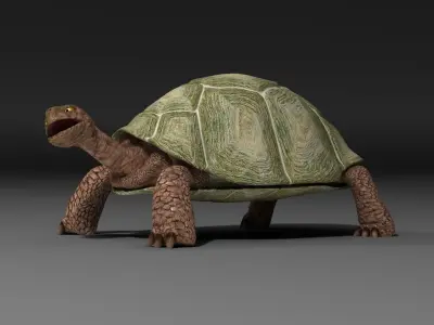 Turtle EscapeFromParadise animal 3D model