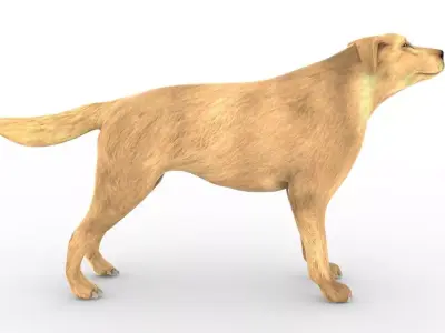 Animal - Dog 3D model