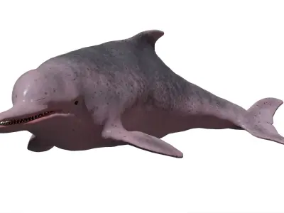 Chinese Dolphin Low-poly 3D model