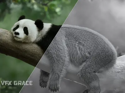 Panda Animation Vfx Grace 3D model