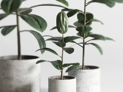 Ficus rubbery plant in concrete dirt vase  3D model