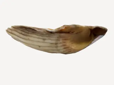 Scallop 3D print model