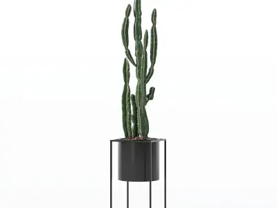 Euphorbia candelabrum cactus in modern flower pot 3D model