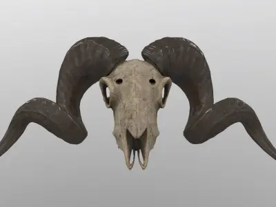 Sheep Skull 3d Model Low poly Game Ready Low-poly 3D model