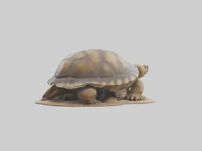 Giant Tortoise sitting model Low-poly 3D model