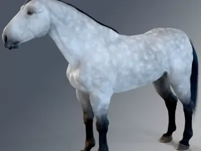 Horse - Dapple Gray Warmblood 3D model