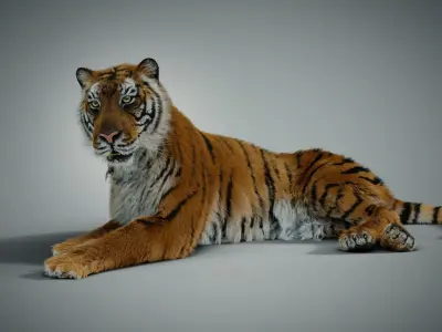 Siberian tiger 3D model