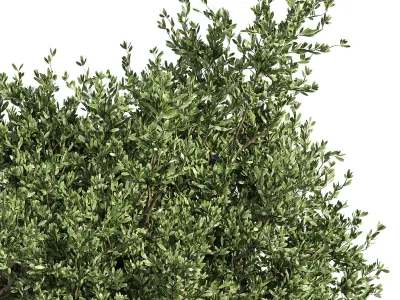 Outdoor Plants Tree in Metal Box 04 3D model