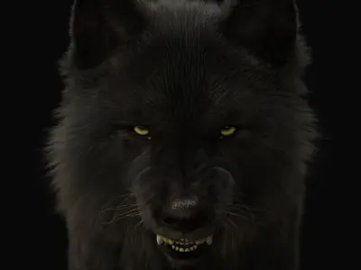 Black Wolf RIGGED XGEN igs 3D model