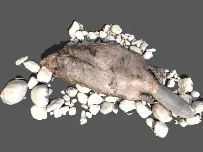 Dead beaver on river bank Low-poly 3D model