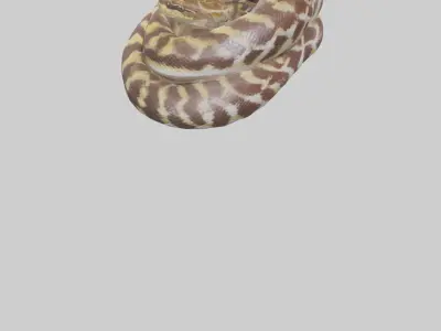 Indian Python coiled model Low-poly 3D model