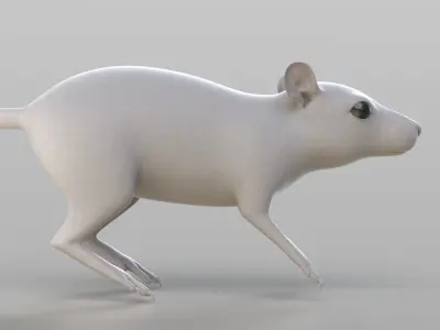 Realistic Rat rodent 3D model
