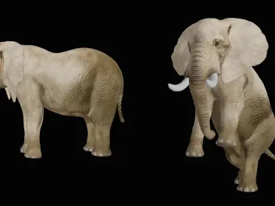 African Elephant Low-poly 3D model