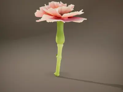 Pink Carnation Bloom model pack Low-poly 3D model