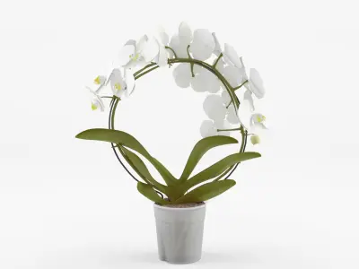 Collection of Phalaenopsis Houseplant - 12 Models