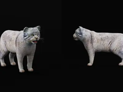 Pallas Manul Cat Breed Low-poly 3D model