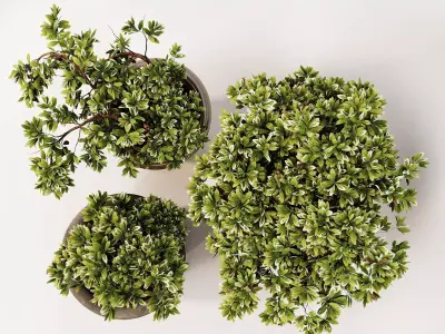 Potted Plants Collection 1  3D Models 3D model