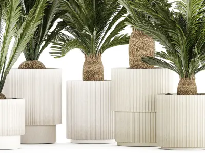 Set of plants in white pots for outdoors Cycas 1426 3D model