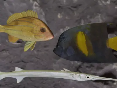 Fishes angelfish in ocean 3D Model Collection