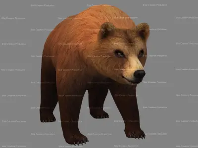 Bear Rigged Animated 10 Low-poly 3D model