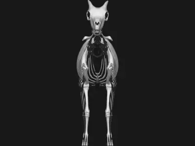 Goat skeleton 3D model