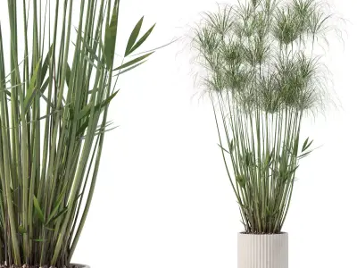 Cyperus nofretete in modern flower pot 3D model