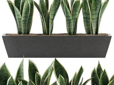 Plants Collection 47 3D model