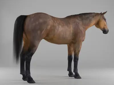 Realistic horse Low-poly 3D model